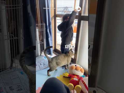 男の子と野良猫の素敵なエピソードを紹介 サムネイル