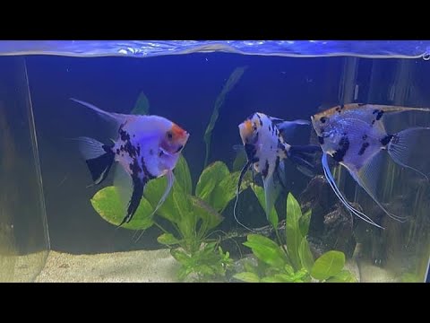 Angelfish breeding setup (breeding trio?) This video will explain why I have 3 angelfish in a breeding setup the reason why is pretty straight
