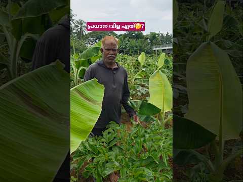 വില നിയന്ത്രിക്കാൻ സാധിക്കില്ലെങ്കിൽ വിള നമുക്ക് നിയന്ത്രിക്കാം👍#shortsfeed #shortvideo #shorts