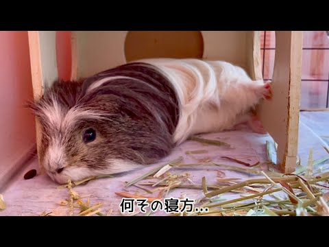 モルモットも変な姿勢でダラけるんだな... Lazy guinea pigs