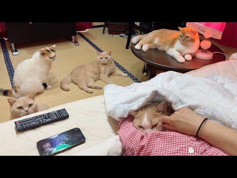 内気な猫てんぷらの一日を詳しく紹介 サムネイル