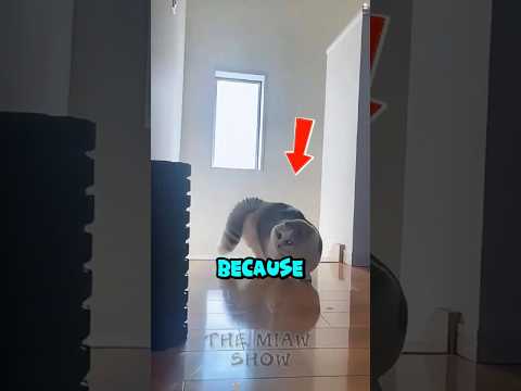 Cats Love to Complain… Especially This One! 😹 #funnycats #shorts