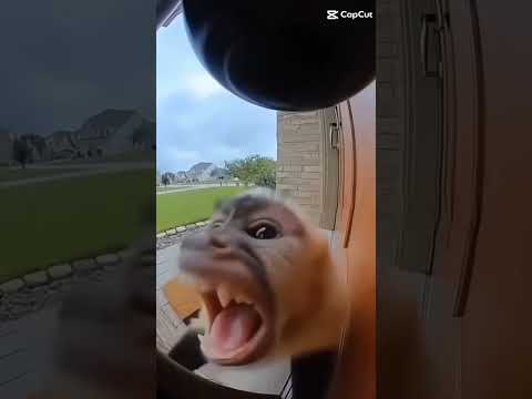 Bro went flying back to the zoo...#monkey #monkeysceam