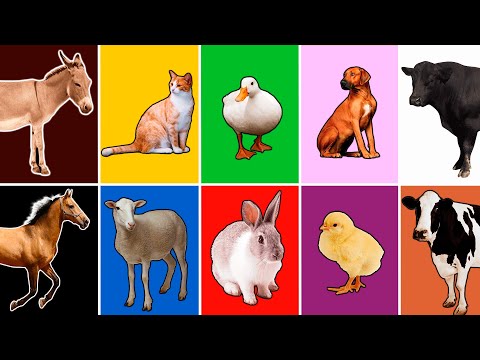 Animales de la granja para niños 🐑🐓🐎🐐🦆