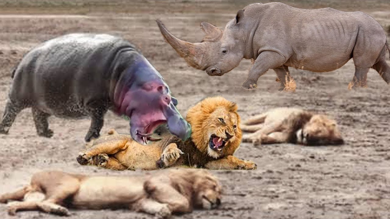 Family Hippo Attack Crazy Lion Hunting, Powerful Rhino vs Lion | Real Fight Wild Animal Attacks