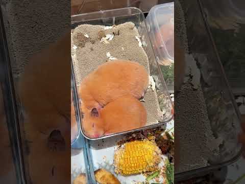 The Golden silk bear is cutest when it s sleeping#Creator Center#Creative inspiration