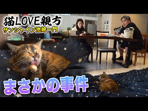 【二子山親方のアレに・・・】保護猫みーちゃんがまさかの行動に出ました！【サンシャイン池崎一門猫LOVE親方】
