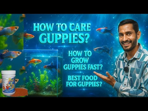 How to Grow Guppies Faster, Best Food For Guppies  अधिमूल्य  क्वालिटी फिश फ़ूड को सबसे अच
