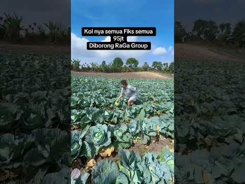 Panen sayur kol mahal #mantap #petani #viralshorts