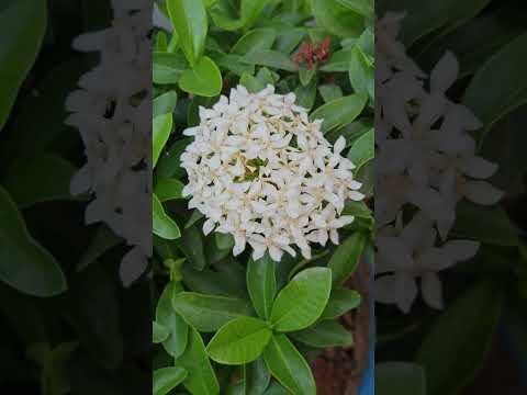 Lovely flowers Blossoms #summer #flowers #flowervideo