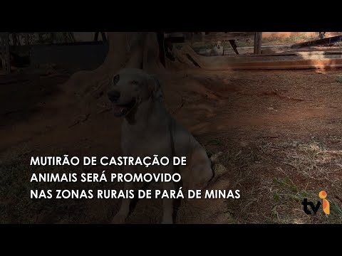 Vídeo: Mutirão de castração de animais será promovido nas zonas rurais de Pará de Minas