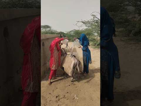 Two girls put a huge weight on a donkey in the desert#viralvedio #animals