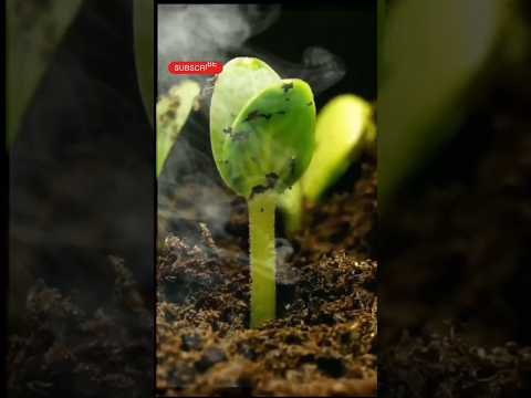 వర్షం పడినప్పుడు మట్టి వాసనా ఎందుకు వస్తుంది& చిప్స్ ప్యాకెట్ లో గాలి ఎందుకు?👈#facts #trending