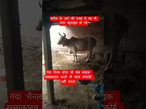 बारिश के आने की वजह से यह गौ माता बहुतखुश हो गई#100millon #cow #motivation #13million #gaumata