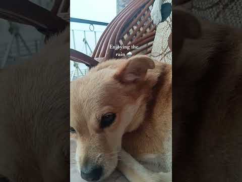 Sweety enjoying the rain. 🌧️