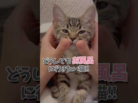 かわいい猫たちの入浴シーンをご紹介 サムネイル