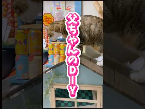 猫の動画サムネイル - 【DIY】父ちゃんごめんなさい…作り過ぎて壊してます…😹🙏#cats #shorts #球太