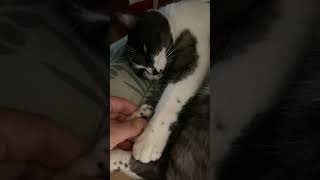 私の椅子をゴロ寝占拠するねんころ餅なおキャットさんと握手にぎにぎの刑だ！ #animals #cat #cute #pets #japan 