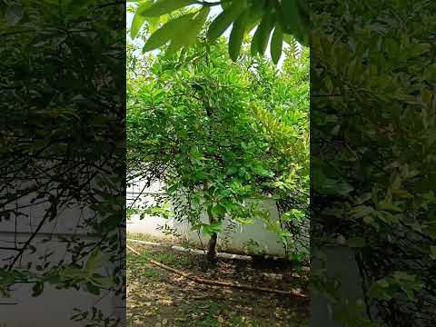 #miet #engineering #collegelife #vibes #garden #gardining #farming #nature #photography #weather