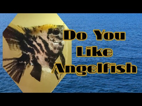 Got Angelfish? #shorts Do toy have Angelfish? Do you enjoy Angelfish? Let me know in the comments below. Hope you enjoyed t