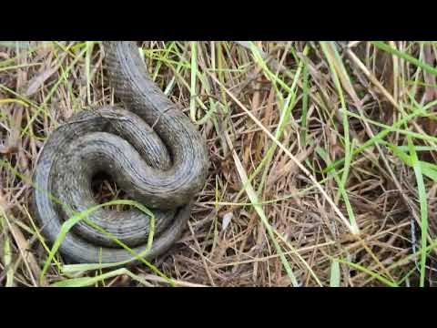 Herping in Prague - Dice Snake - užovka podplamatá (Natrix tessellata). Troja 2025. Orig. A. Funk