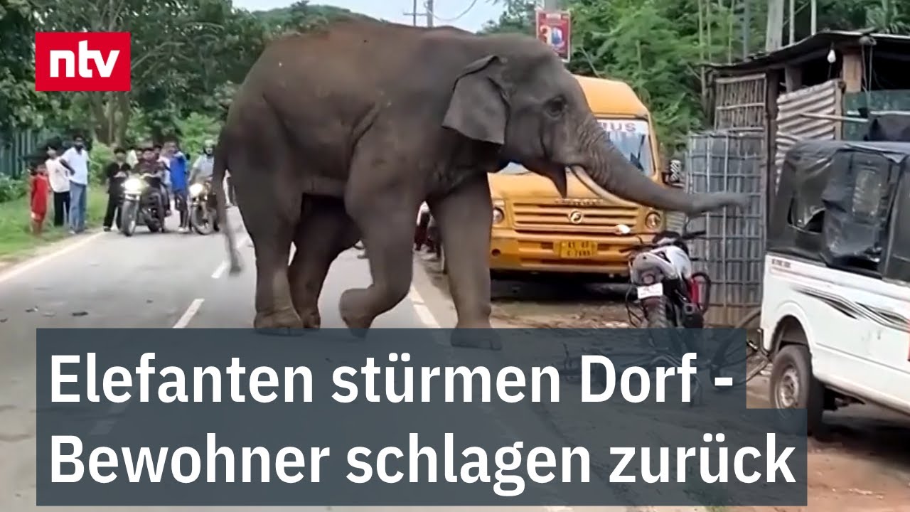 Elefanten stürmen Dorf - Bewohner schlagen zurück: Trotz religiöser Vorschriften