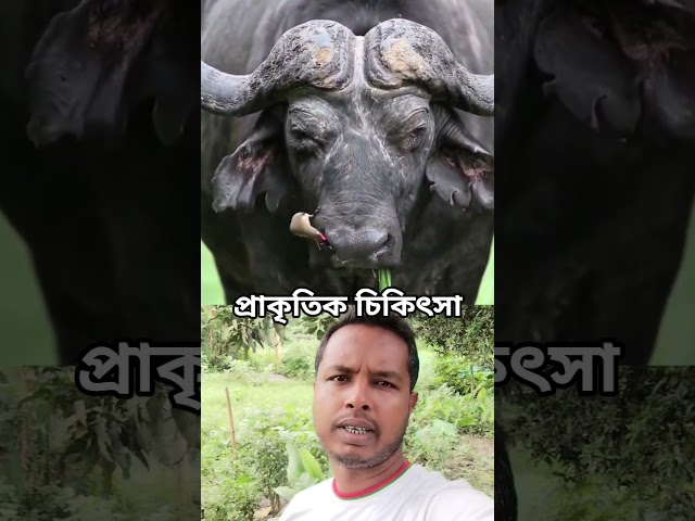 মহিষের চোখের পচা পোকা খেয়ে পরিষ্কার করছে পাখিটা। #animals #animallovers #youtubeshorts #shorts