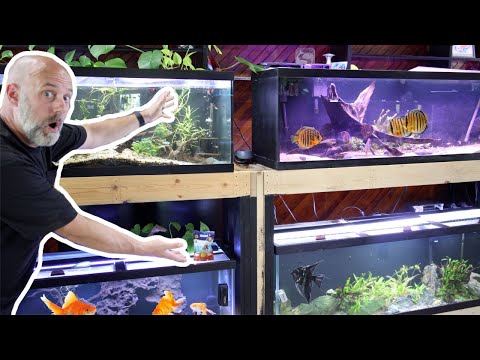 I Can't Believe I Didn't KILL This Fish! Double De In todays video we get the 2 125 gallon and 2 75 gallon aquariums moved to their new stand with help