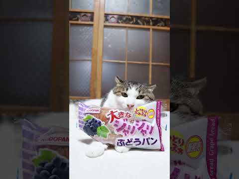 大きなジャリジャリぶどうぱんとかわいい猫たちののせ猫映像 サムネイル
