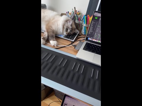 Could a cat ACTUALLY do damage to a Seaboard?