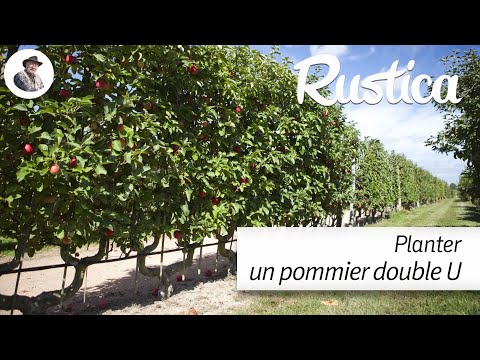 Planter un pommier double U