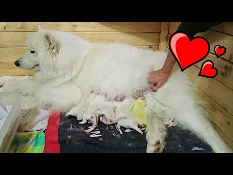 SAMOYED DOG GIVING BIRTH TO 12 PUPPIES! (birth vlog)