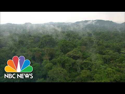 Saving Our Planet: What’s Happening In The Amazon? | NBC News
