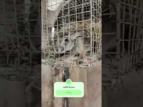 #bhojpuri #rabbit #love #haryanvisong