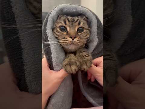 猫の動画サムネイル - 寝起きのボーの猫ちゃんが可愛すぎる... #shorts #猫 #cat