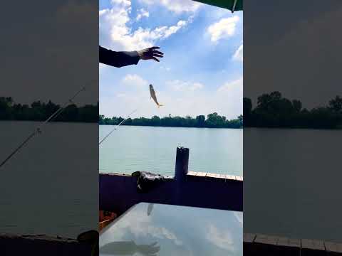 Câu cá mùa này ăn mạnh rồi #fishing