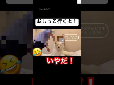『おしっこ』行きたくない‼️駄々をこねる秋田犬が面白い😂　　#秋田犬　#大型犬　#犬　#かわいい犬 #犬のいる暮らし サムネイル