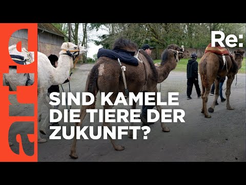 Kamele für Europa | ARTE Re: