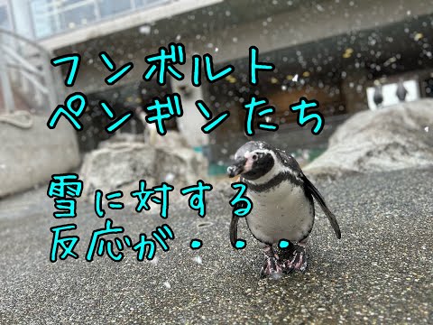ペンギン水族館に雪が降りました！フンボルトペンギンたちの反応が…