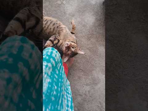 लाइफ #स्टाइल #cat #love #cute घर  के नीचे ऊपर  बिल्लियो का राज😄😂