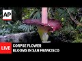 LIVE: Corpse flower blooms in San Francisco