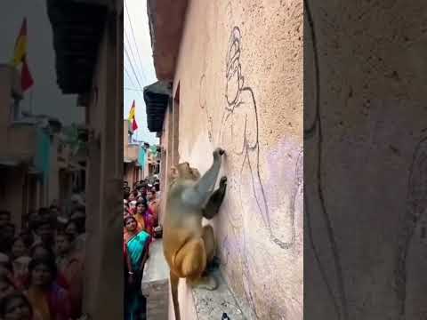 kya adbhut leela hai god ki #seethereel#kaise hanuman jee ki photo bna reha hai ek monkey🐒#like