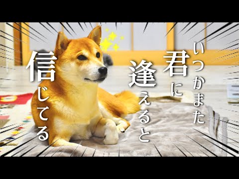 かわいいチワワを見つけてネヘネヘ笑う柴犬【あるじNOステップ】