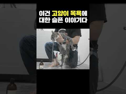 이건 고양이 목욕에 대한 슬픈 이야기다