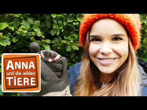 Warum buddelt der Maulwurf? | Reportage für Kinder | Anna und die wilden Tiere