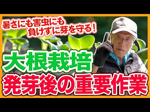 家庭菜園や農園の大根栽培は発芽直後が超重要！暑さにも害虫にも負けない管理と大根の育て方！【農家直伝】