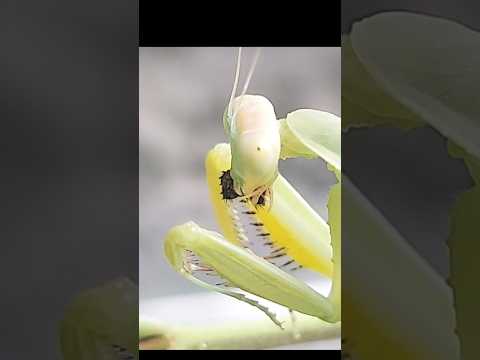 How could a praying mantis eat a fly its own size? #mantis