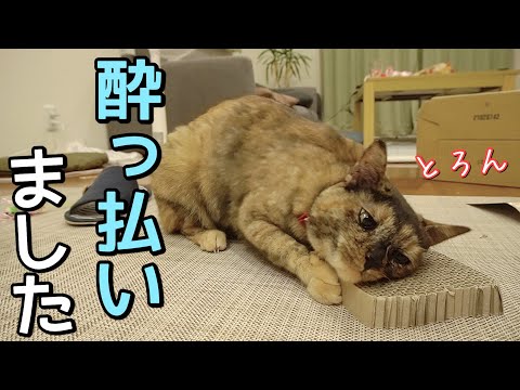 理性どこいった!?猫がまたたびで豹変して大変なことになりました…