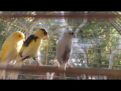 The Canary sings the troubadour's music with me