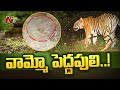 Tiger spotted near Vempalli bridge in Asifabad, visuals